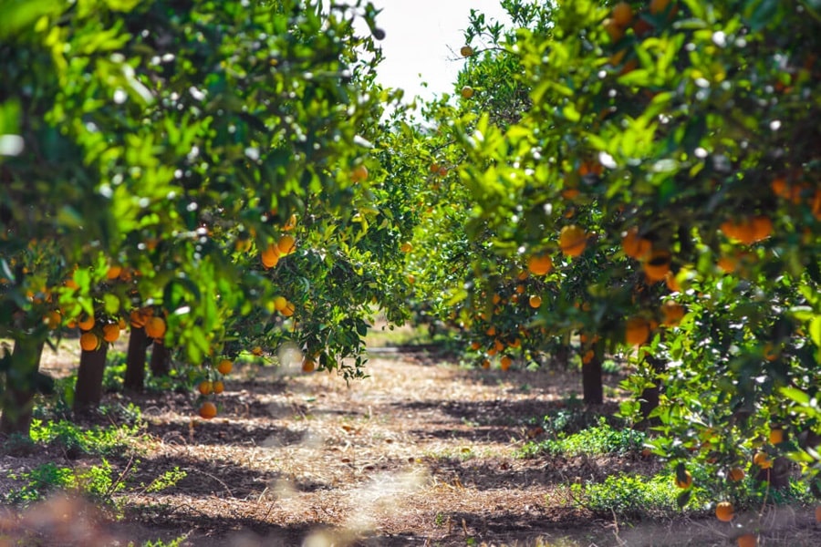 when to feed fruit trees