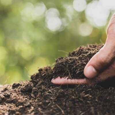 enrich and improve poor soil