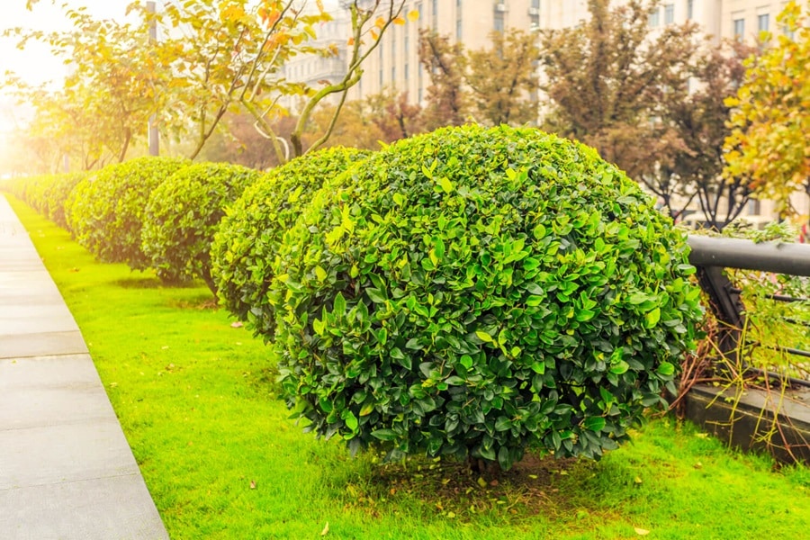 mature garden shrubs
