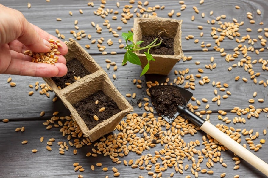 saving seeds for storage