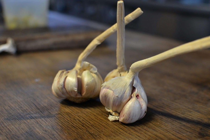 garlic varieties hardneck