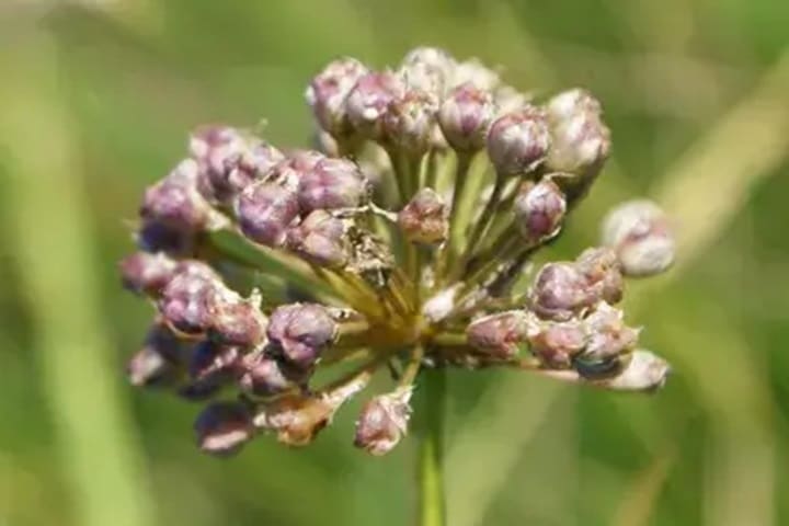 perennial garlic varieties