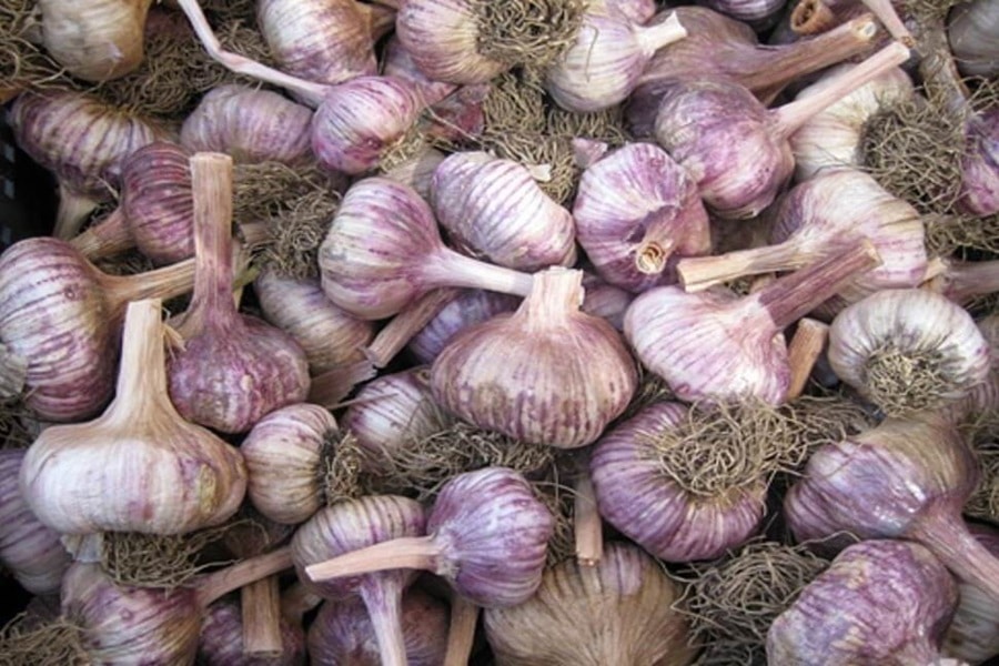 softneck garlic varieties to try