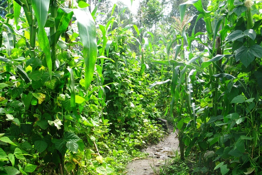 types of intercropping