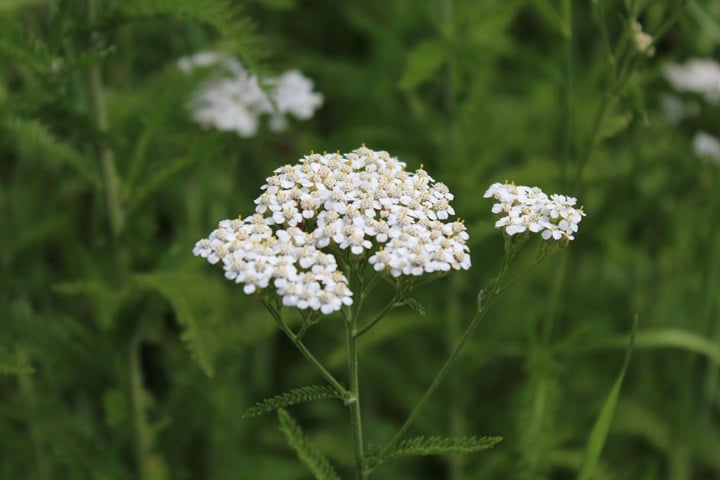 self seeding flowers yarrow