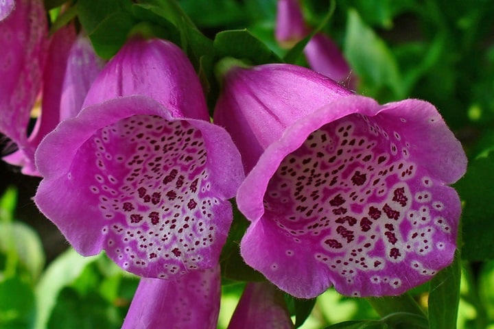 foxglove self seeding flowers