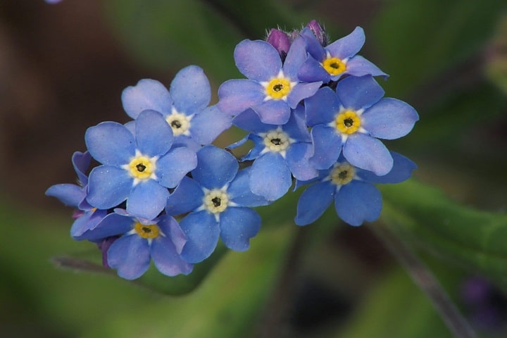 forget me nots self seeding flowers
