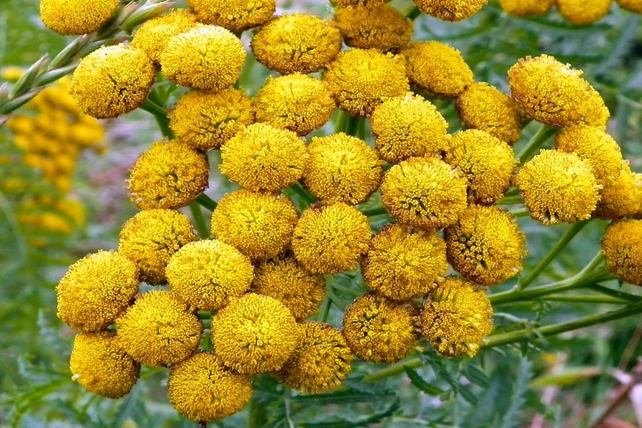 harvesting and troubleshooting tansy plant