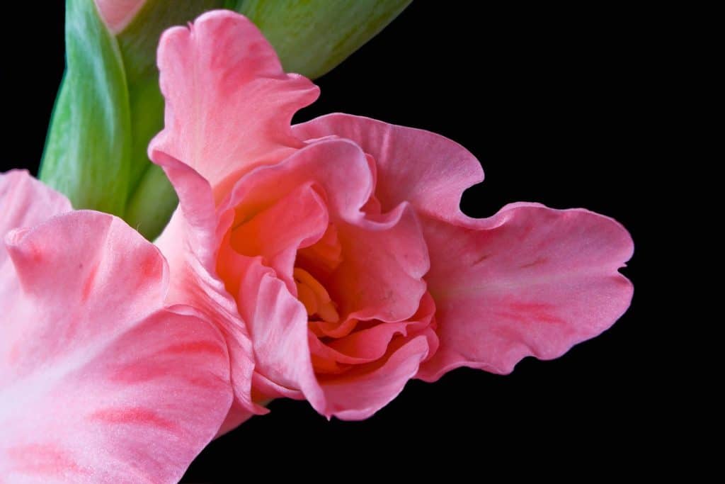 growing gladioli