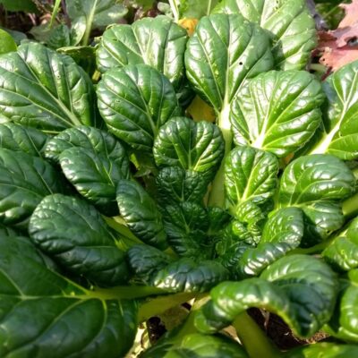 tatsoi how to grow