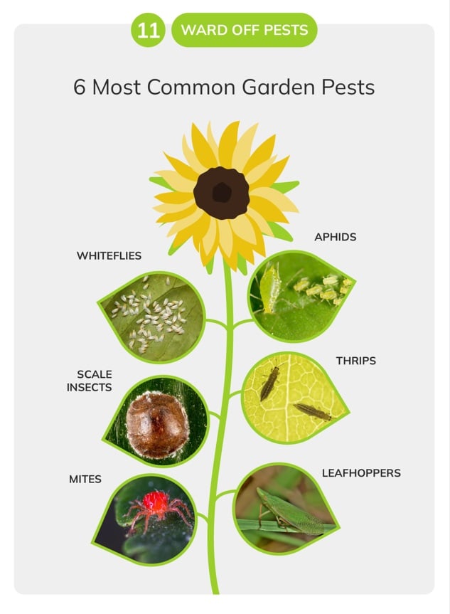 ward off pests for beginner gardeners