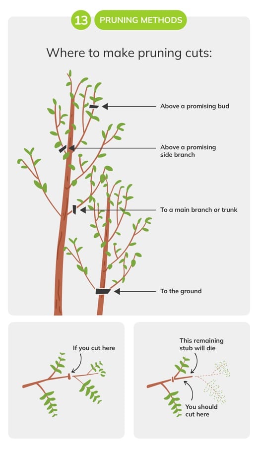 pruning methods for gardening tips for beginners
