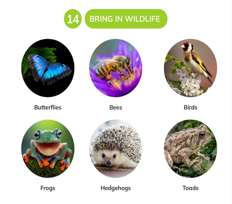 bring in wildlife for beginner gardeners