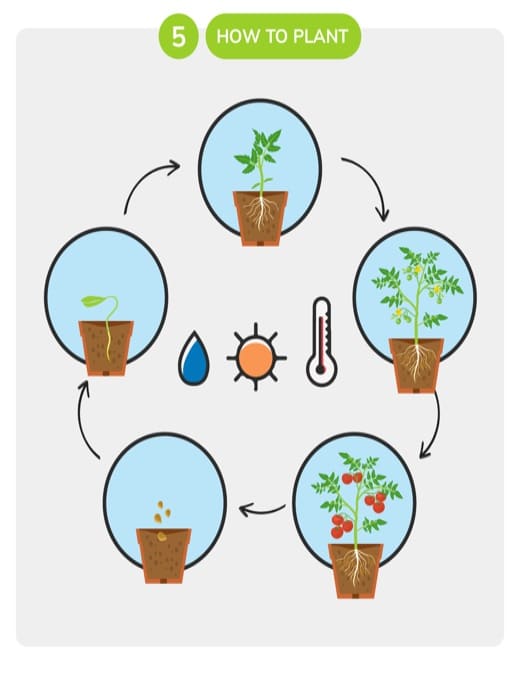 knowing how to plant for gardening tips for beginners
