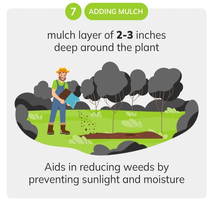 adding mulch for gardening tips for beginners
