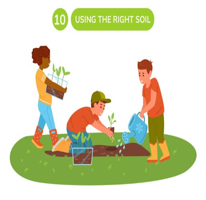 using the right soil for beginners