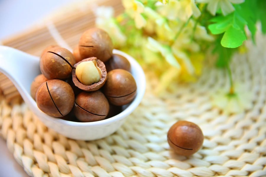 foods that dogs cant eat macademia nuts