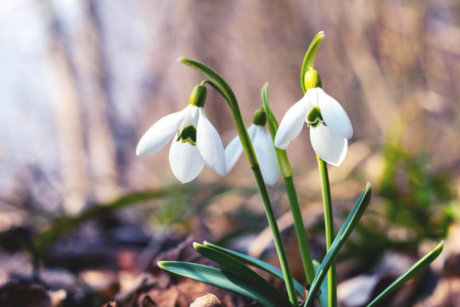 adding snowdrops to a mature garden