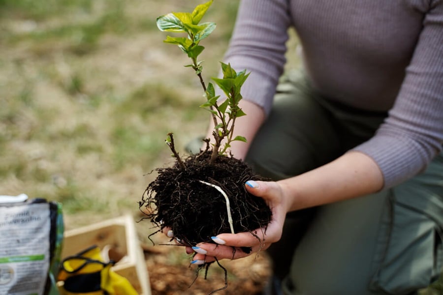 mature garden planting trees