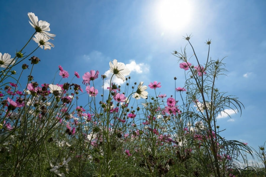 wildflowers for a mature garden
