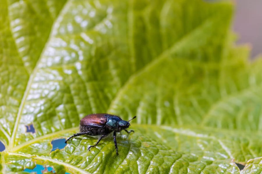 pests in organic gardening