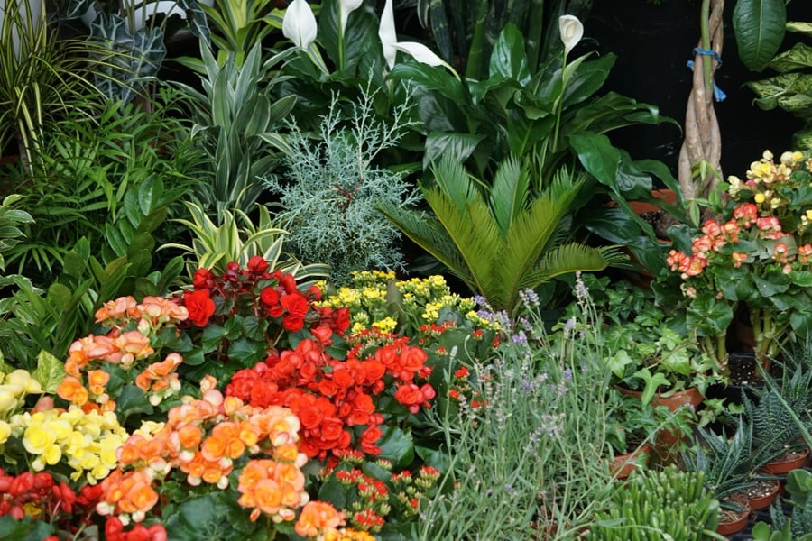 organic growing with the right plants