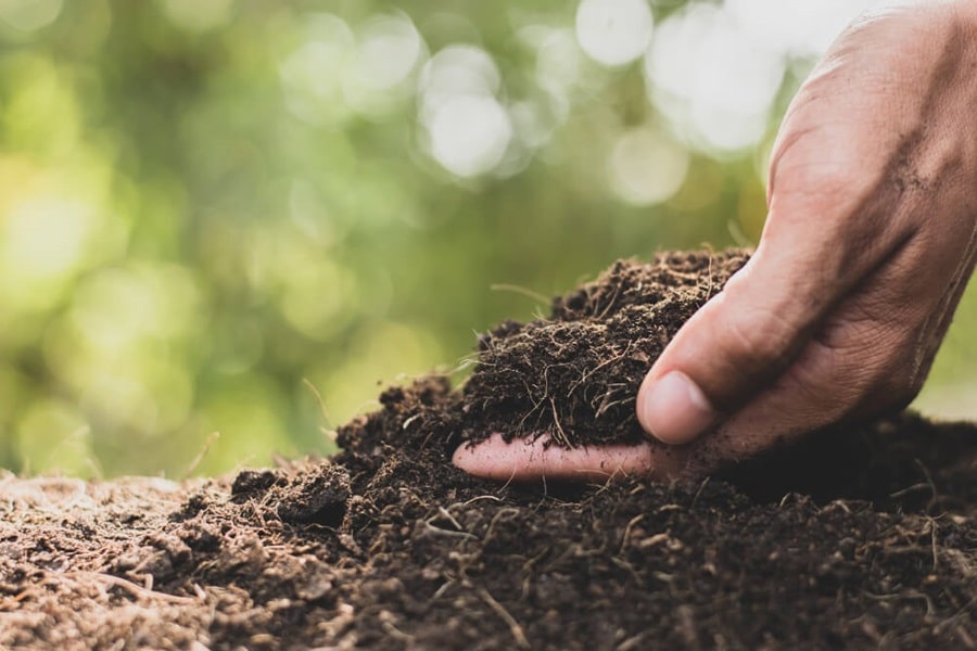 photosynthesis soil