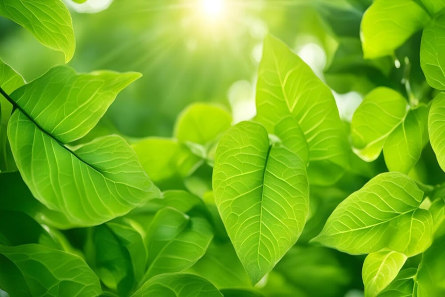 photosynthesis sunlight