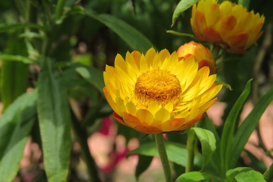 grow and care for strawflowers