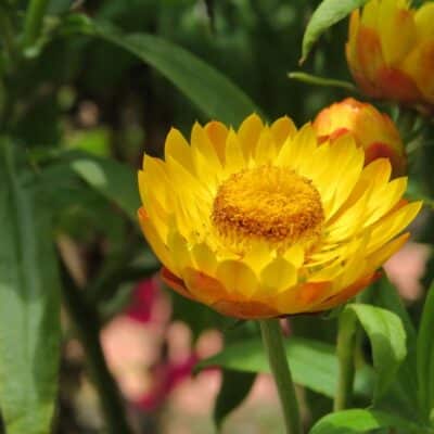 strawflower