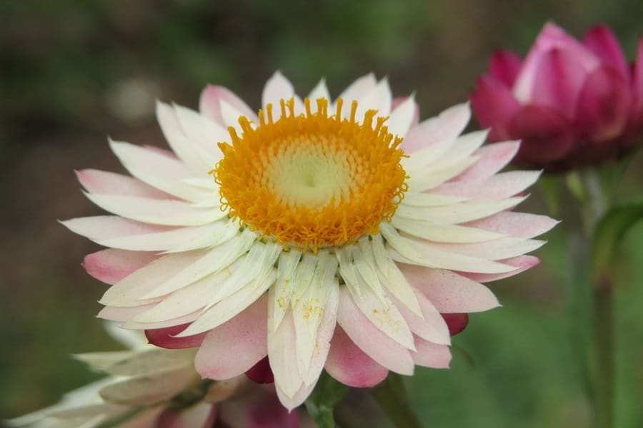 strawflower how to grow
