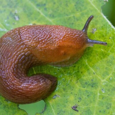 what eats slugs