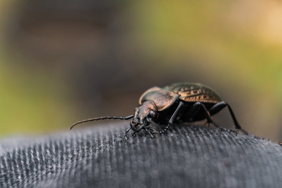 beetles as insects for what eats slugs