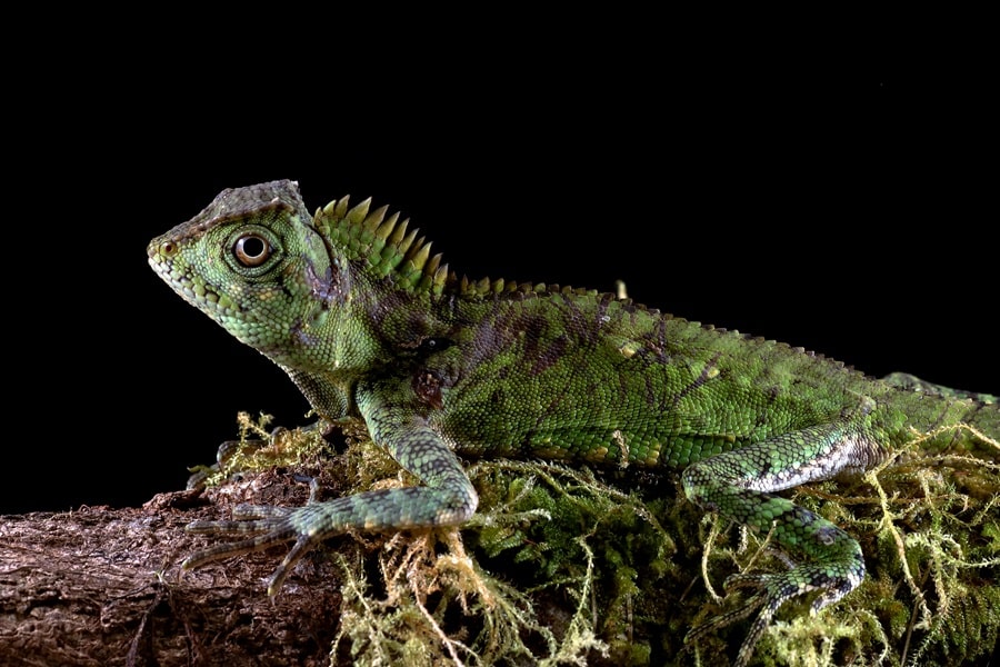 reptiles as lizards on what eats slugs