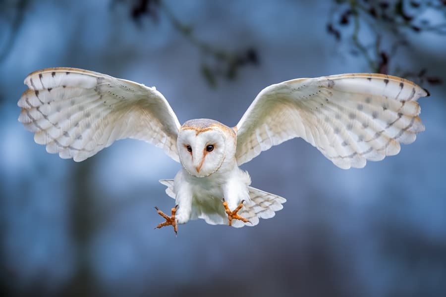 owls as birds for what eats slugs
