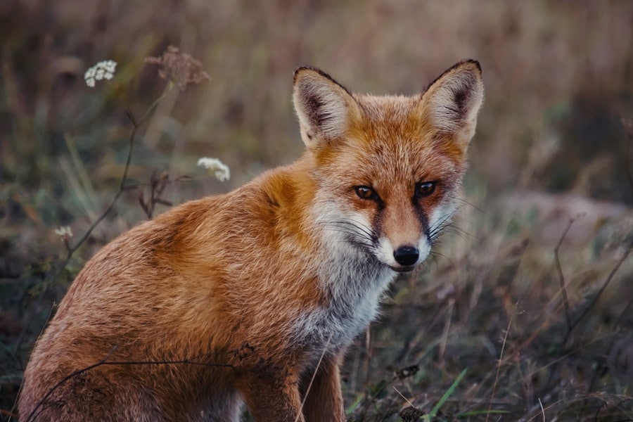 fox as mammals for what eats slugs