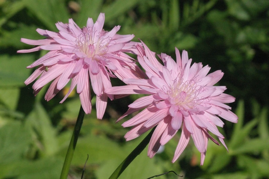 scorzonera