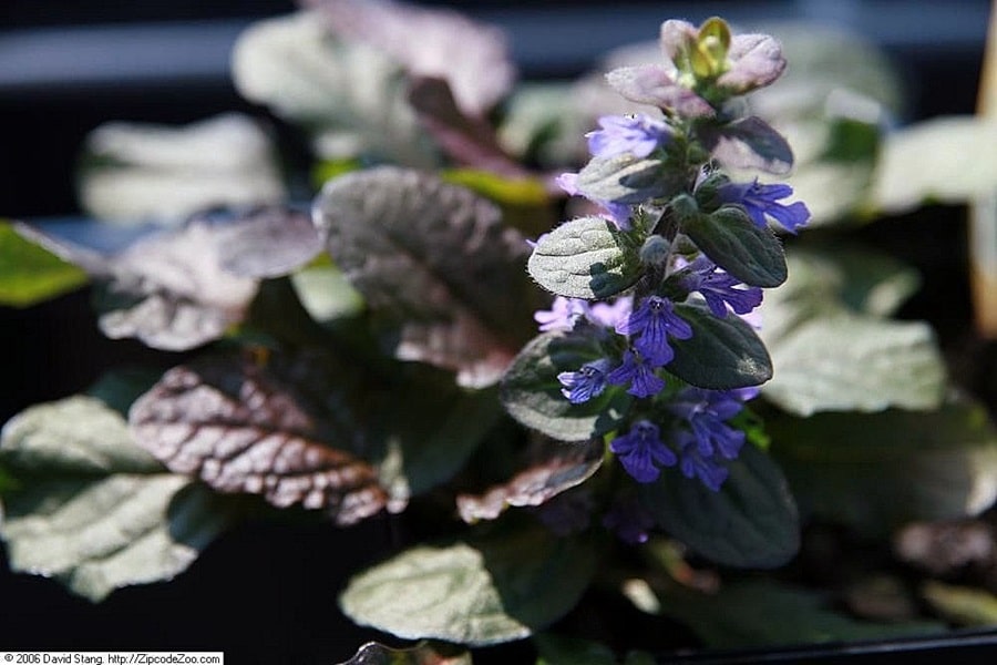 bugleweed border edging plants