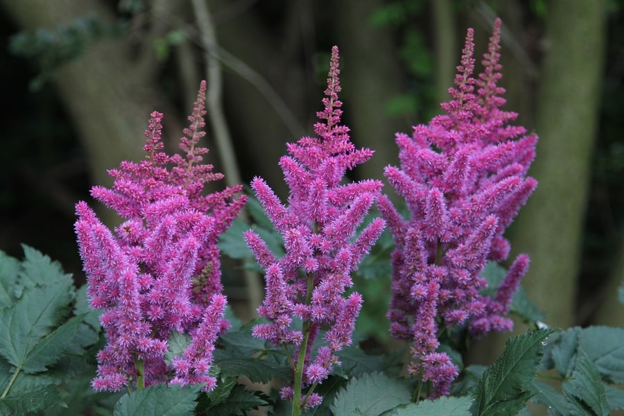 astilbe border edging plants