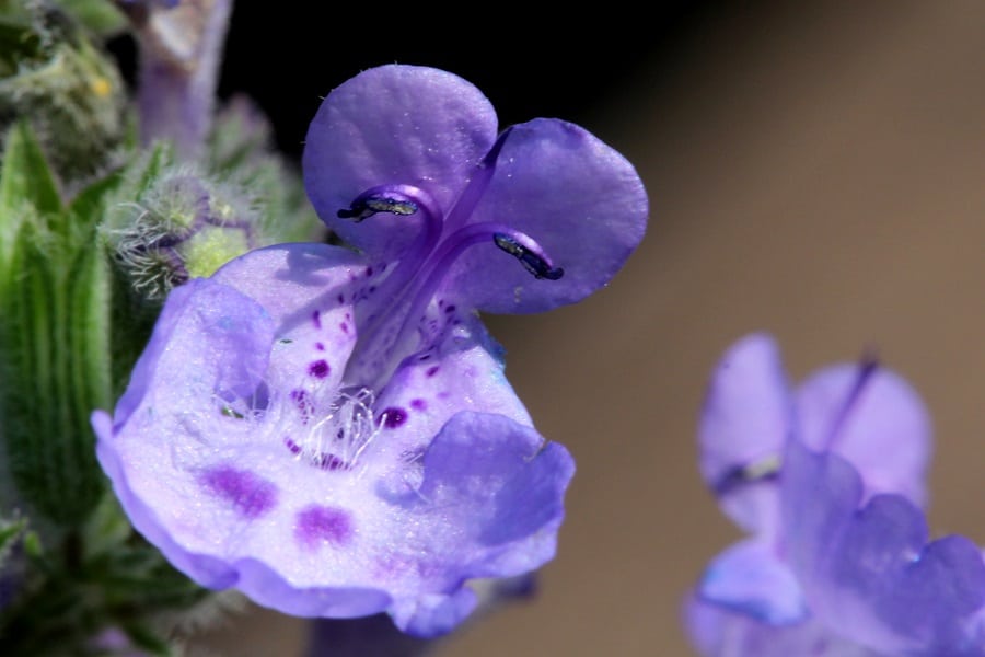 catmint border edging plants