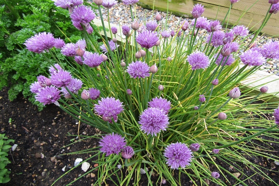 chive border edging plants