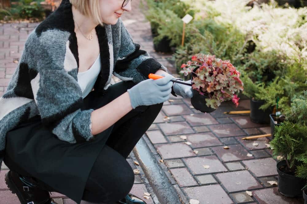 choosing border edging plants