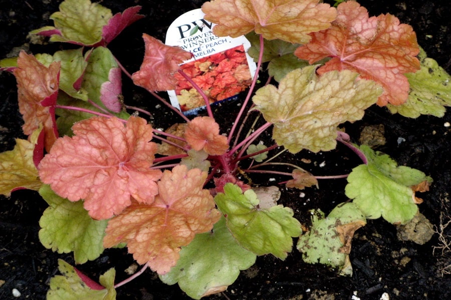 coral bells border edging plants