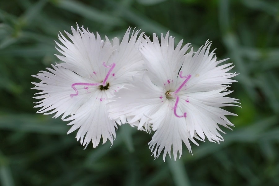 dianthus border edging plants
