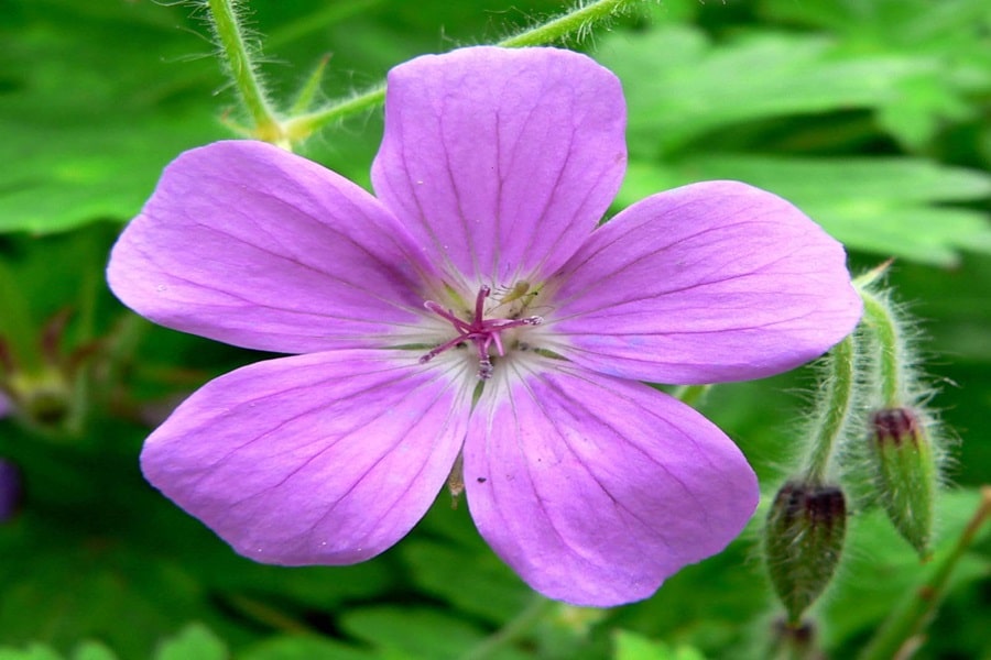geranium border edging plants