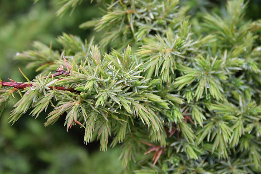 juniper border edging plants