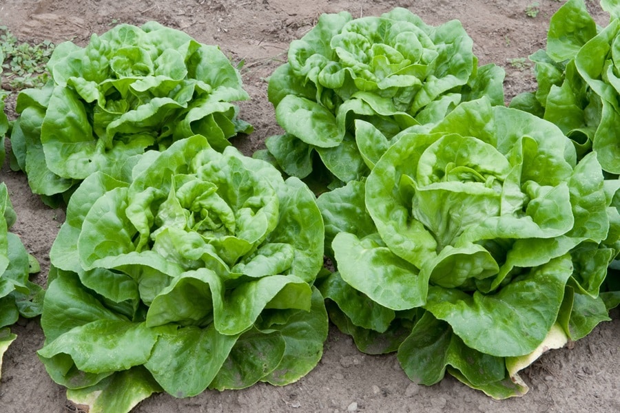 lettuce border edging plants