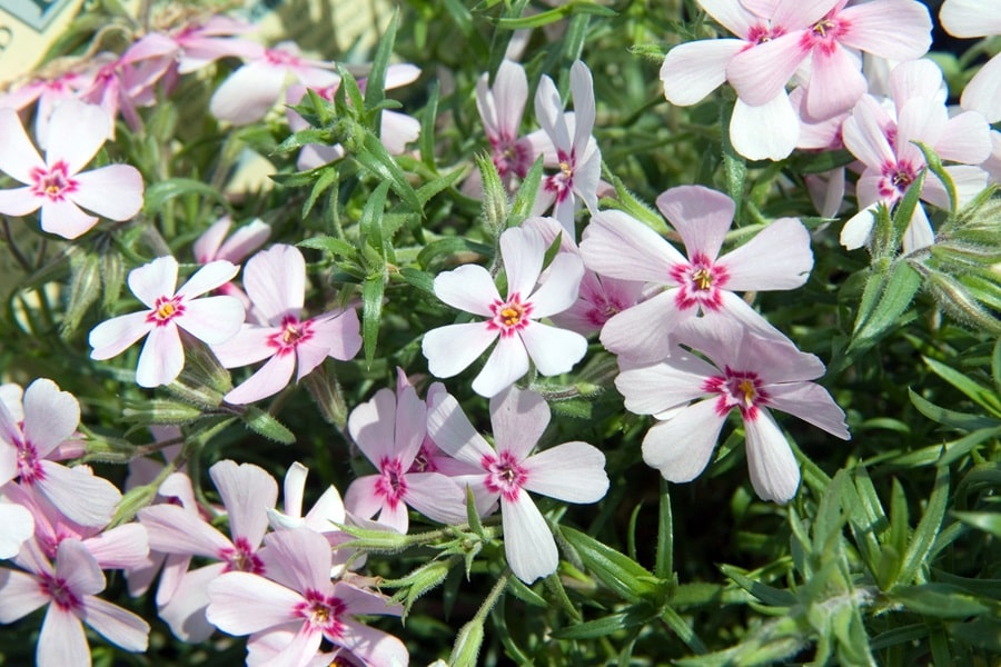 phlox border edging plants