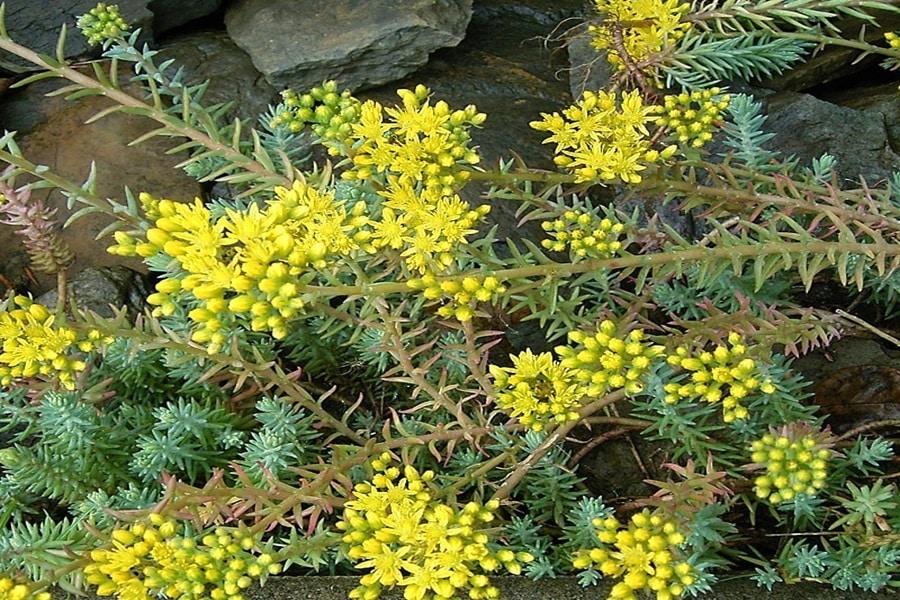 sedum border edging plants