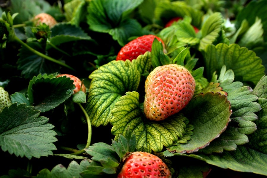 strawberry border edging plants